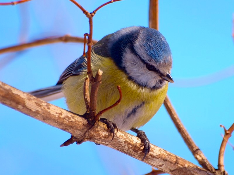 Птицы похожие на синиц фото